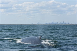 PHOTO RELEASE: A Whale of a Day – Clear skies and calm seas allowed WCS Scientists to capture stunning photos of humpback whales with the New York City Skyline backdrop